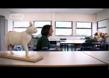 Career Advice on becoming a Veterinary Nurse by Shanade D (Full Version)