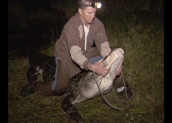 Risk Takers – 102 – Alligator Trappers