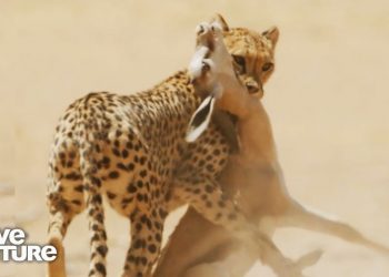 How Big Cats Hunt: Lions, Cheetahs, Caracals and Servals | Wild Cats 101