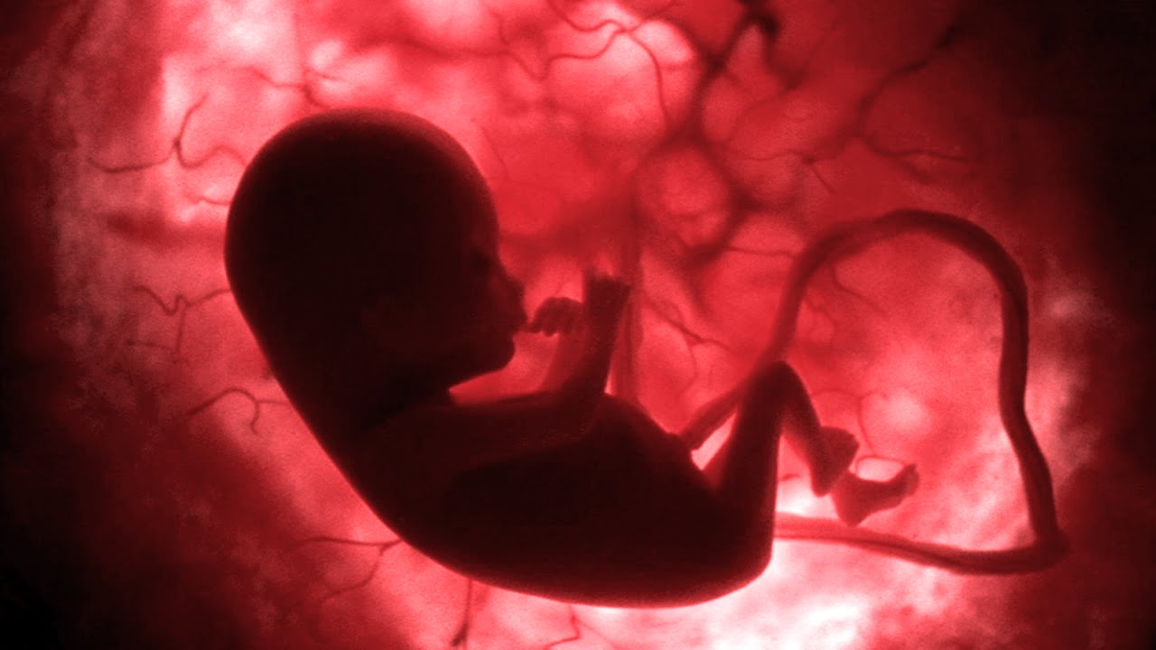 Life Before Birth – In the Womb